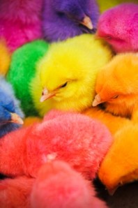 Image courtesy of Dino de Luca / freedigitalphotos.net